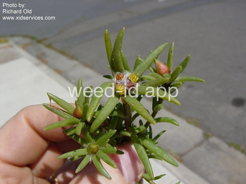 mossrose